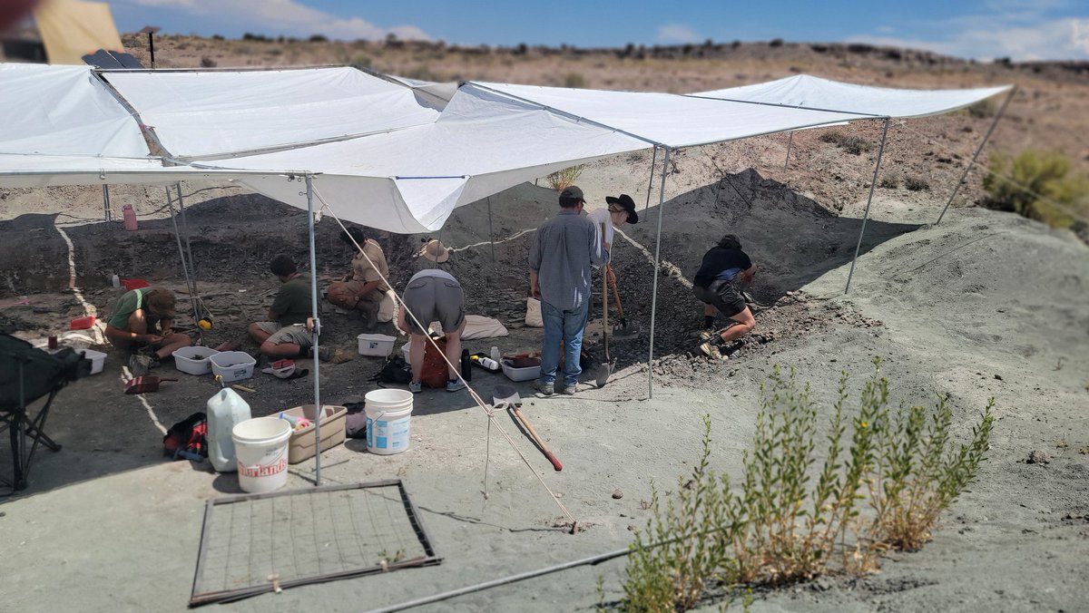 Paleojim's tweet image. Progress at Doellings Bowl as we get into the bonebed level. Visited the Prehistoric Museum's microvertebrate site, lots of tiny Lower Cret bones. Houston's Jurassic James is having some dino-fun to use in his dino-outreach programs. @utahgeological @JeremyBRoberts @kslnewsradio