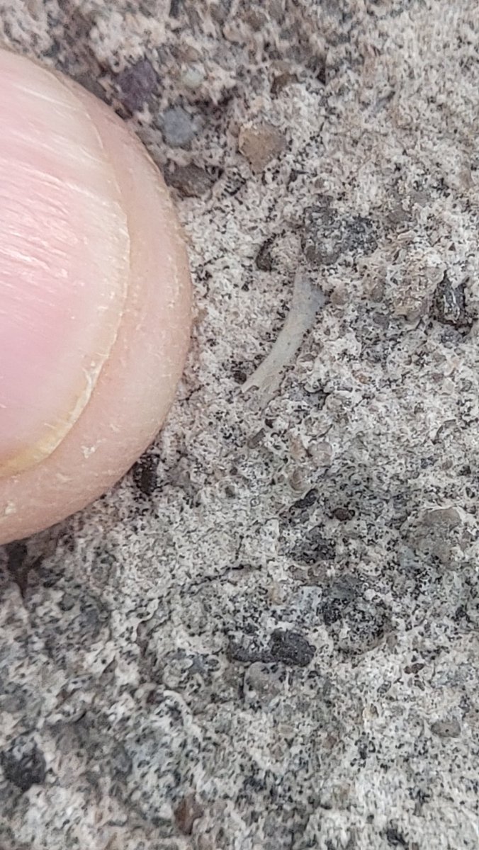 Paleojim's tweet image. Progress at Doellings Bowl as we get into the bonebed level. Visited the Prehistoric Museum's microvertebrate site, lots of tiny Lower Cret bones. Houston's Jurassic James is having some dino-fun to use in his dino-outreach programs. @utahgeological @JeremyBRoberts @kslnewsradio