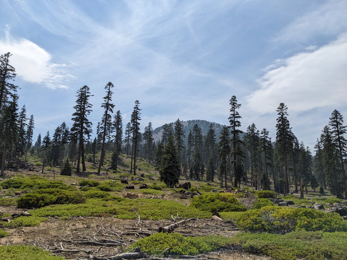 USGSVolcanoes's tweet image. Hot springs on the Goosenest? Not so fast!
A historic report on volcanoes in northern California by the volcanologist Howell Williams made a curious claim about Goosenest volcano. The Goosenest is north of Mount Shasta and is one of three large shield volcanoes which trace out…