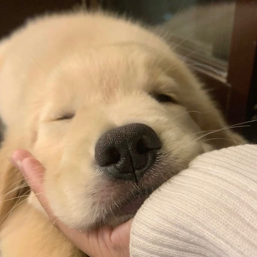 puppyhueka's tweet image. 