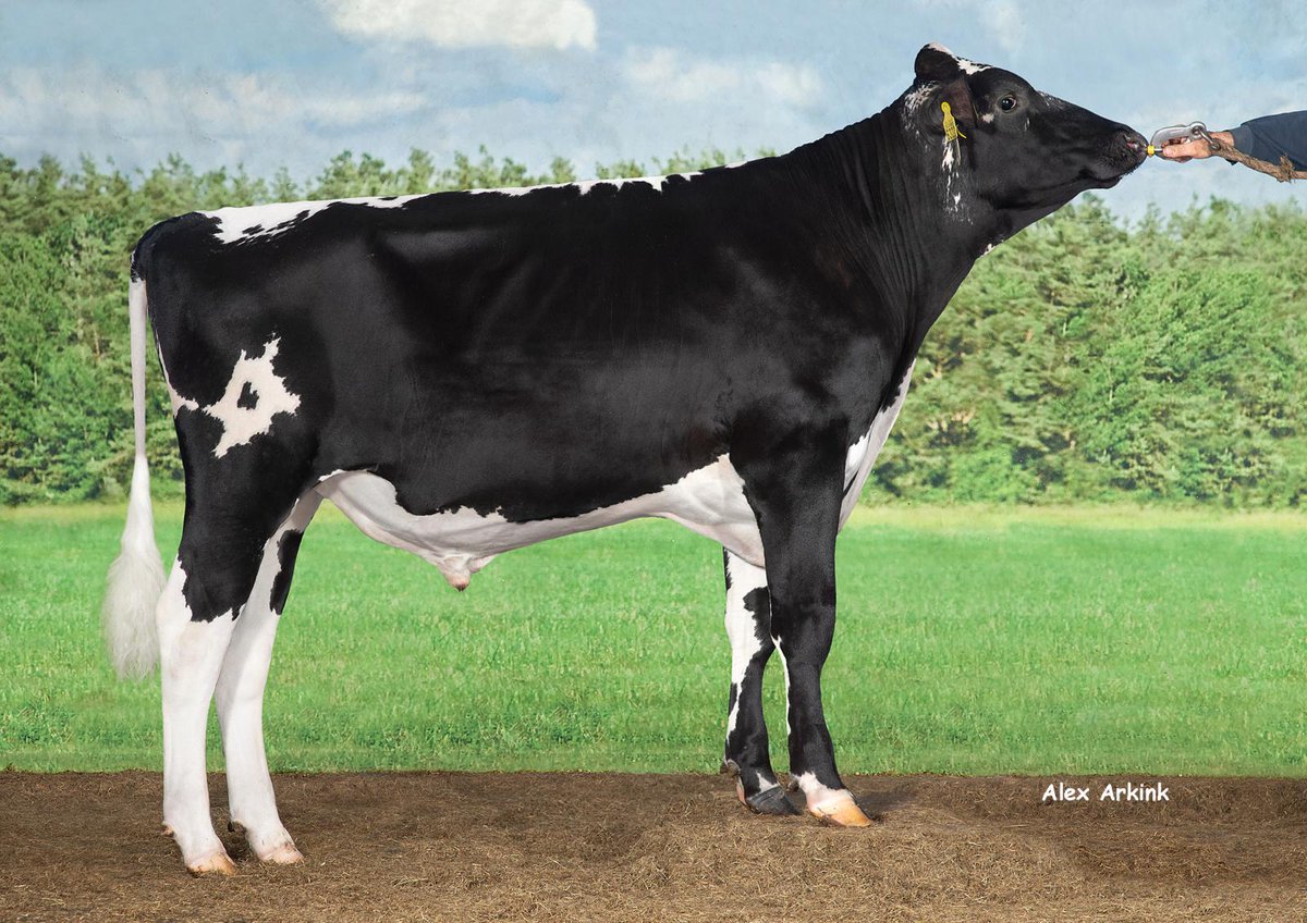 A glimpse into what our latest CRV sire catalogue has to offer. Whether you're focused on building a high-production herd,  or driving genetic progress across fertility, efficiency, or udder health,  we've got the bulls to match your breeding goals. bit.ly/FresianCatalog…