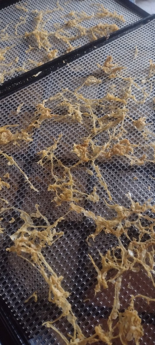 AlmostAmish1's tweet image. I shredded up the extra zucchini and dehydrated it . I know it freezes but I am trying not to put anymore in the freezer. It's full enough. I might powder it and just add it to food like spaghetti sauce for extra vitamins.