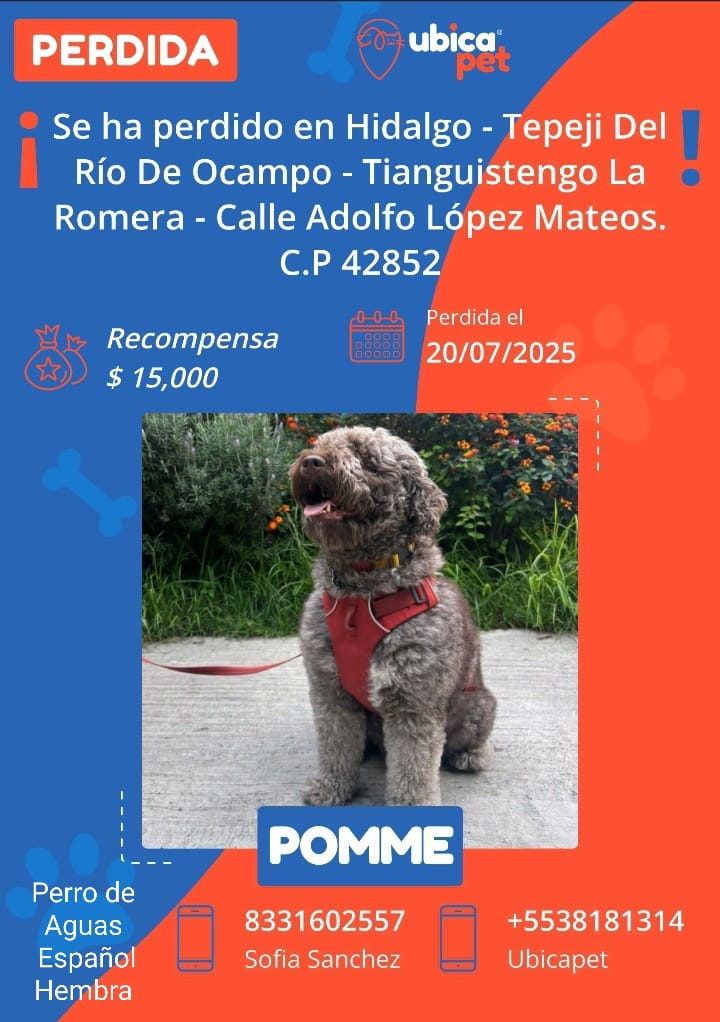 Gente de TEPEJI DEL RÍO:

Necesitamos su ayuda para encontrar a Pomme. Se perdió en la zona de La Romera el domingo 20 de julio.

Pomme no se deja atrapar por humanos. Si la ven, por favor llamen a los teléfonos del flyer o contacten a <a href="/sofia_svel/">sofía</a>.

¡Gracias por compartir!