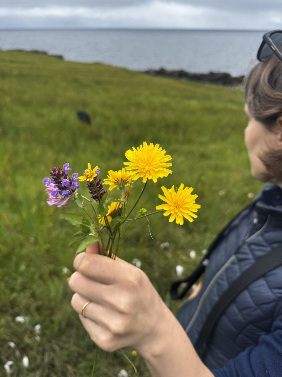 Beautiful wild flowers found in the lazy beds on Eilean an Tighe