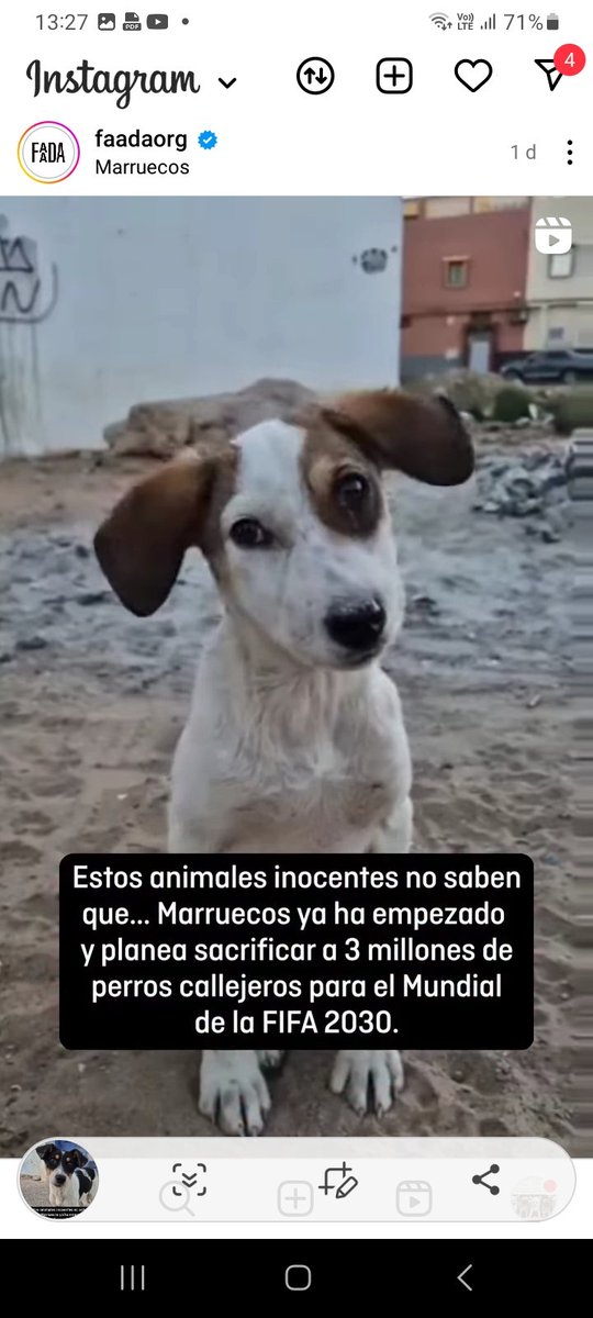 Como No Adorarlos tweet media