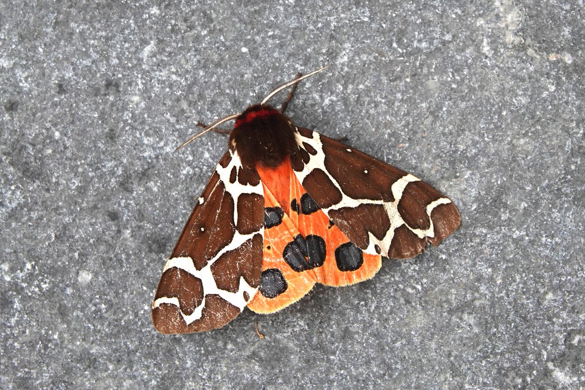 _Stickybeak's tweet image. Lots of Garden Tigers around at the moment, including 12 in one trap a few days ago. Interesting variation in markings, including perhaps the lightest and darkest examples we've ever seen here