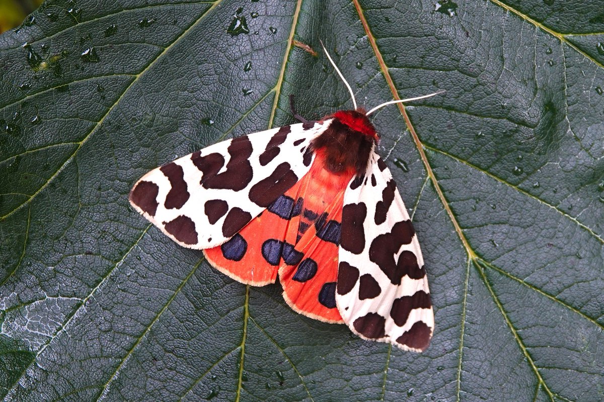 _Stickybeak's tweet image. Lots of Garden Tigers around at the moment, including 12 in one trap a few days ago. Interesting variation in markings, including perhaps the lightest and darkest examples we've ever seen here