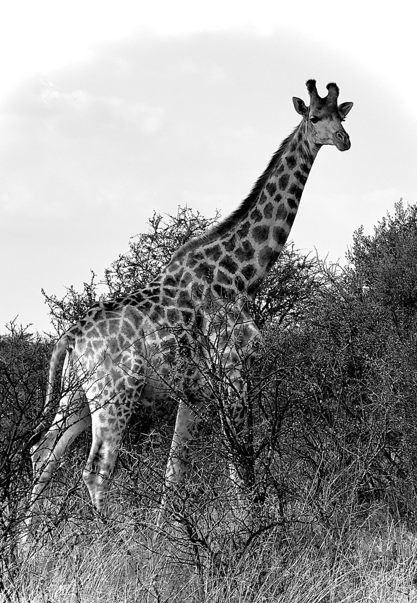 Raditedu tweet media