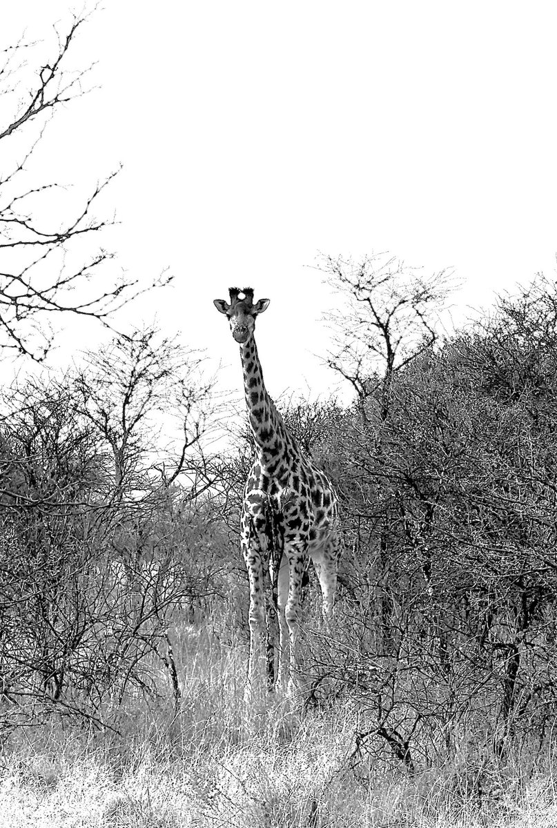 Raditedu tweet media