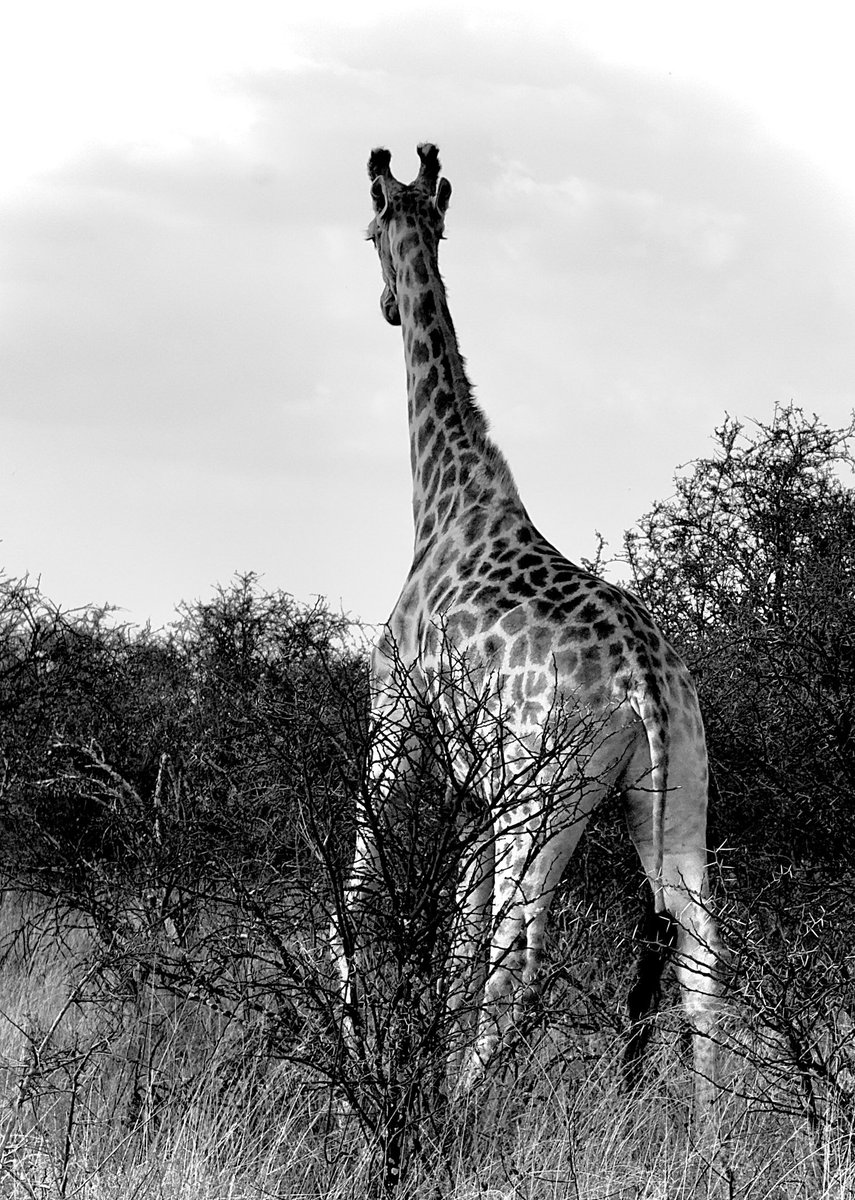 Raditedu tweet media