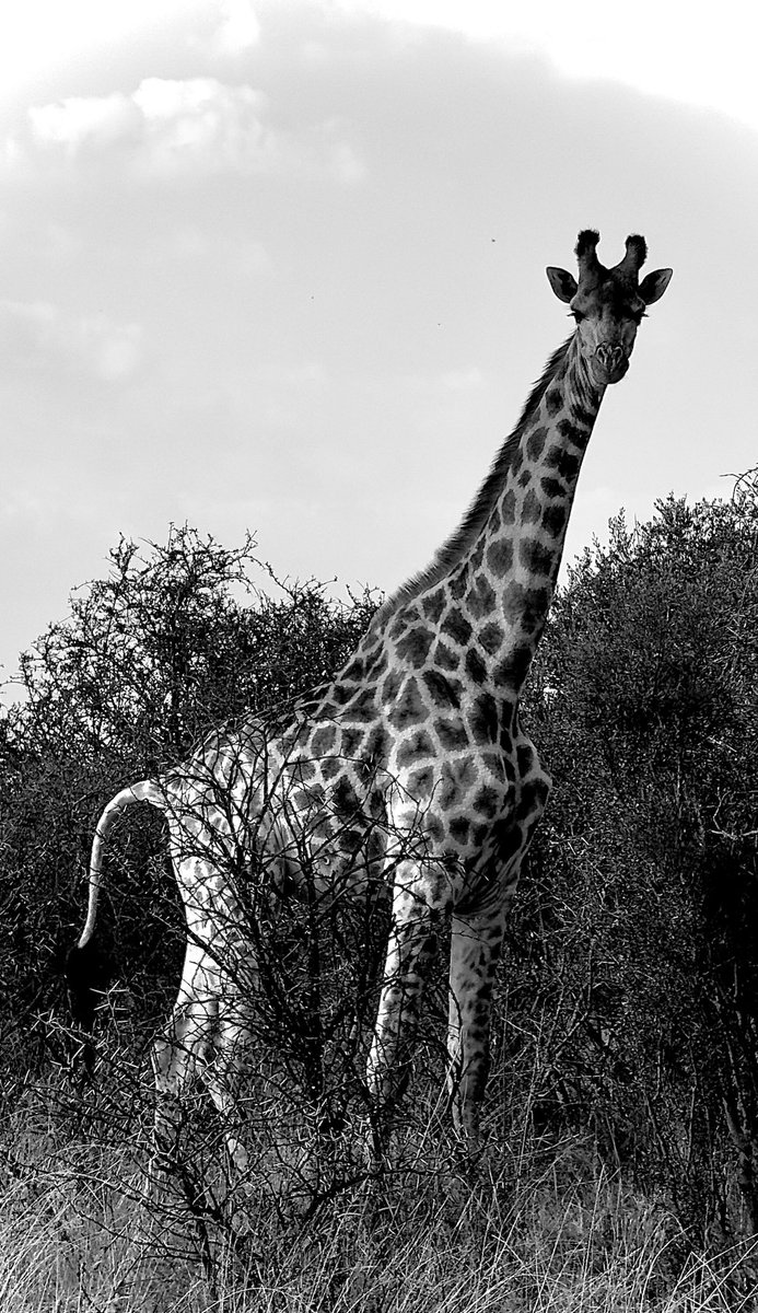 Raditedu tweet media