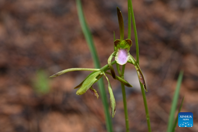 ChinaScience's tweet image. A Chinese orchid species declared extinct has been rediscovered in the wild in Yunnan Province, SW China, marking a landmark breakthrough in biodiversity conservation, according to scientists.