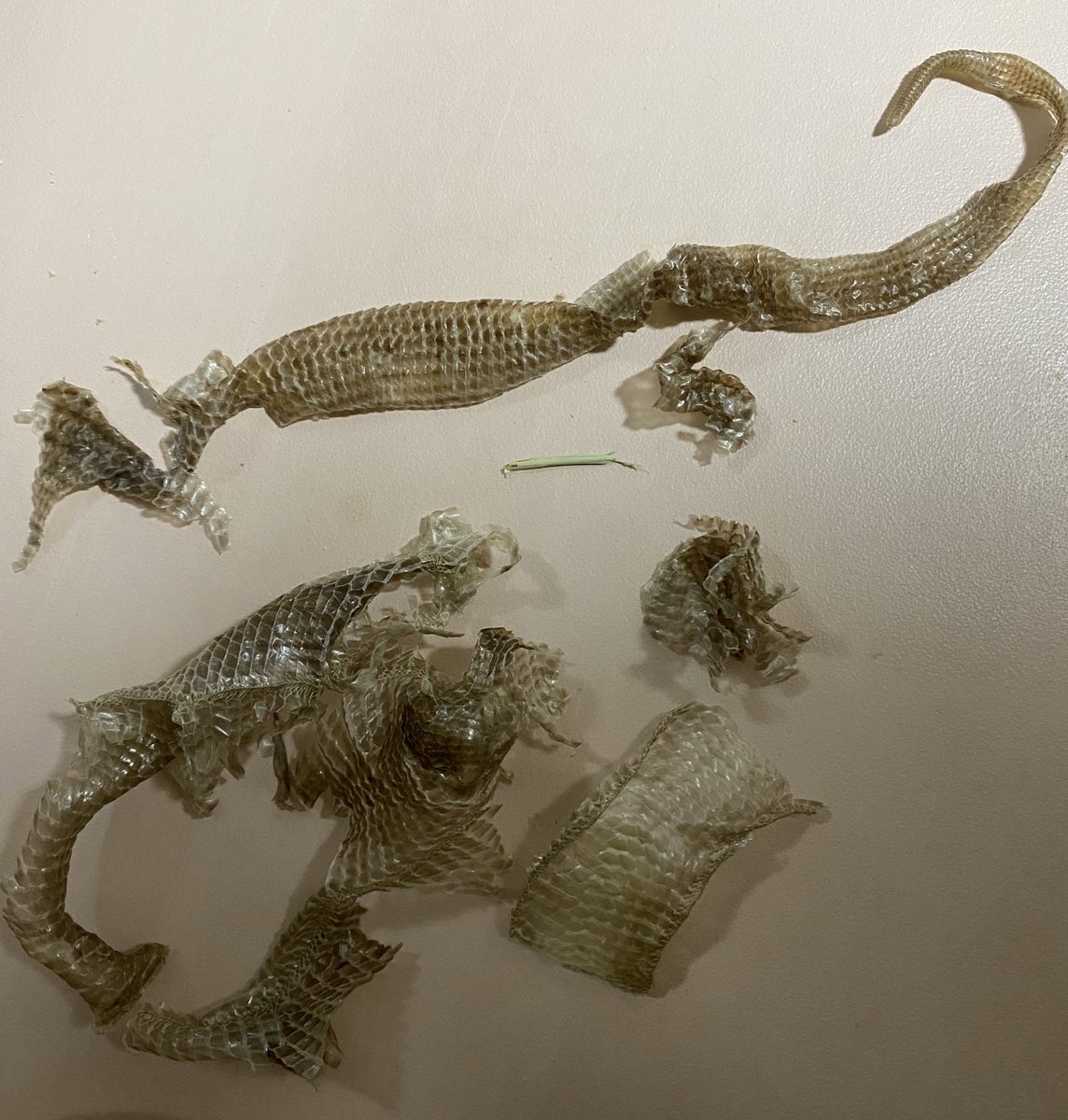 smiledego's tweet image. ついに脱皮のナシ！
上手に脱げました！
#アシナシ