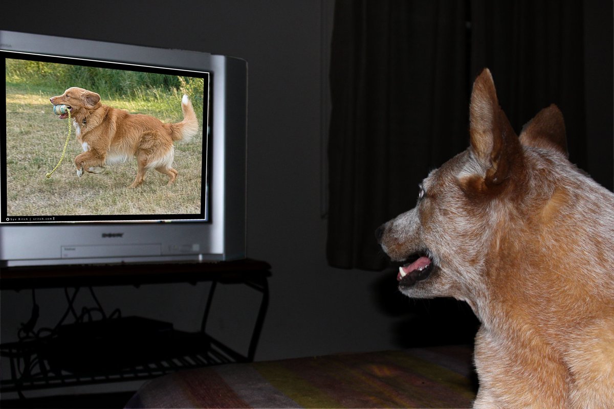 Stanley Coren tweet media