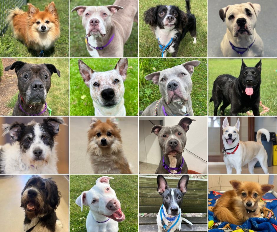 ⭐Adopt a "Benchwarmer" dog AND name your own adoption fee!⭐Plus, adoption fees for all other dogs 6 months and older are still just $75!
From wiggly puppies to seasoned seniors, we have a match for you. Head to wihumane.org/adopt to see all available dogs! 🐶💖