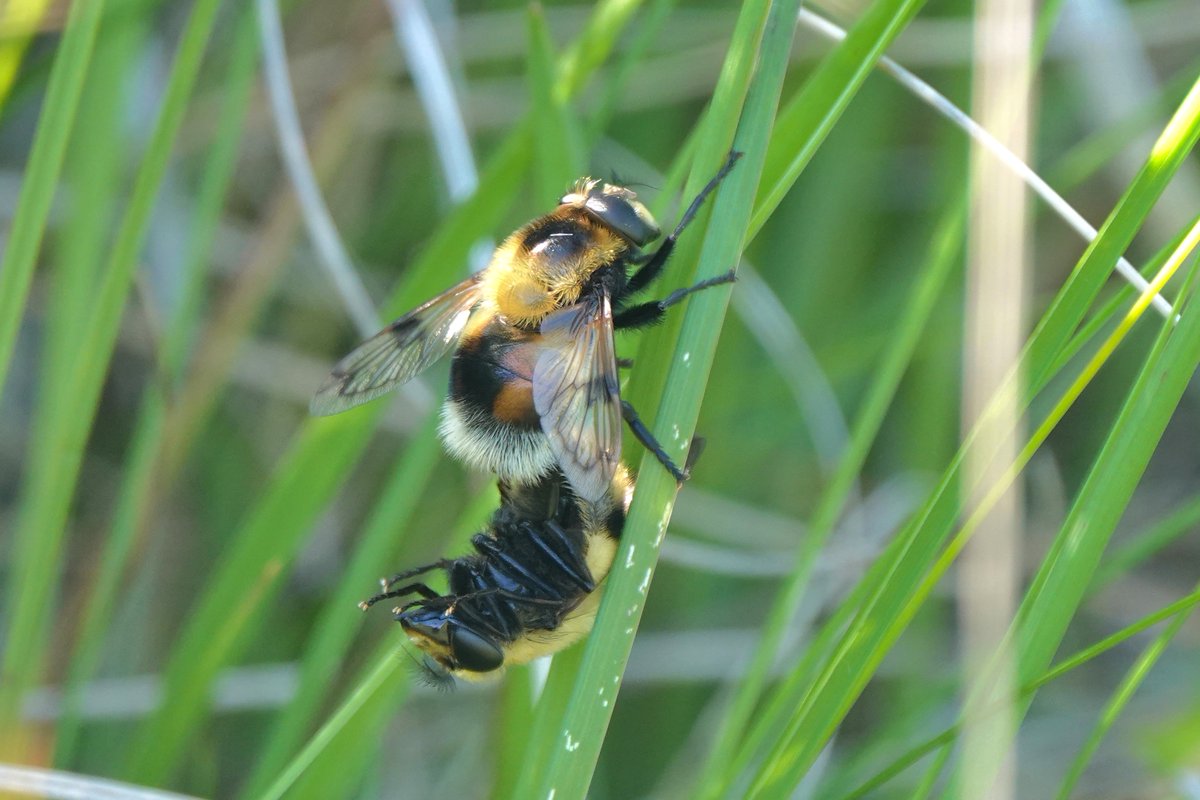 _Stickybeak's tweet image. Bee-mimicking hoverfly Volucella bombylans has been one of the most conspicuous insects here in the last couple of weeks - more numerous than real bumblebees. We've seen orange-, buff- and white-tailed forms, many bumbling around in mating pairs or visiting Wild Angelica flowers