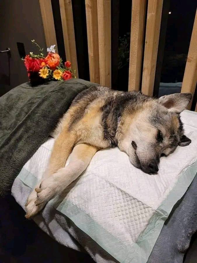 _XDogs's tweet image. Rest in peace Dingo. Our sweet boy we saved from the streets some 14 years ago. We will miss you,🐾Don't scroll without giving me some love 😢