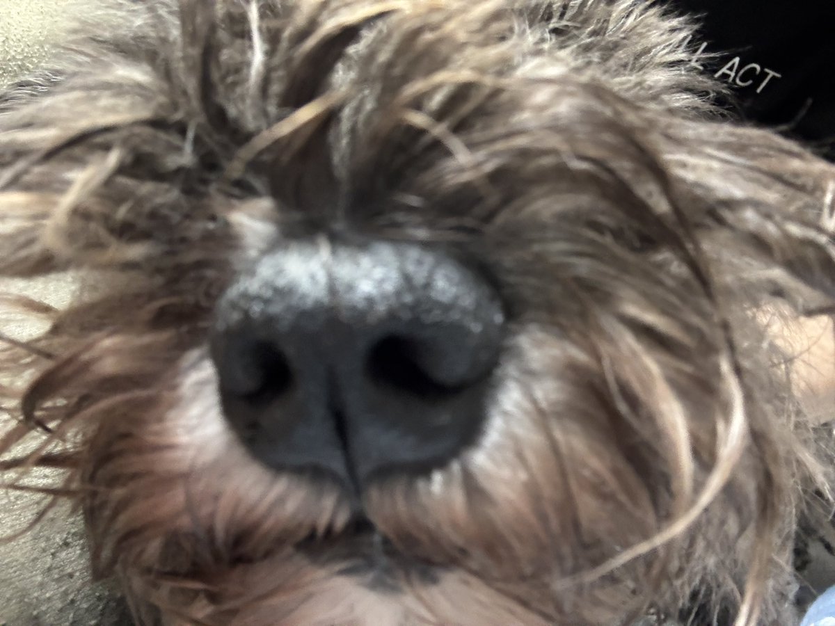 HIMA (@hima_icontinew) on Twitter photo é
ä¿¡ããããšããïŒïŒïŒðã©ããã¿ãŒããªçŸå³ããã£ããå¬ããã£ããã»ããšã«å®ç©ïŒããããšããŒïŒïŒïŒð¥°ððððãŸãããæãç¥ãããããŠãïŒðââïžðã€ã³ã¹ã¿ãããããïŒãããã¿ãŒïŒïŒïŒðŽ
ððð€ð¥ððð£ððâ¶ïž instagram.com/hima_songs2dog⊠é
ä¿¡ããããšããïŒïŒïŒðã©ããã¿ãŒããªçŸå³ããã£ããå¬ããã£ããã»ããšã«å®ç©ïŒããããšããŒïŒïŒïŒð¥°ððððãŸãããæãç¥ãããããŠãïŒðââïžðã€ã³ã¹ã¿ãããããïŒãããã¿ãŒïŒïŒïŒðŽ
ððð€ð¥ððð£ððâ¶ïž instagram.com/hima_songs2dogâŠ