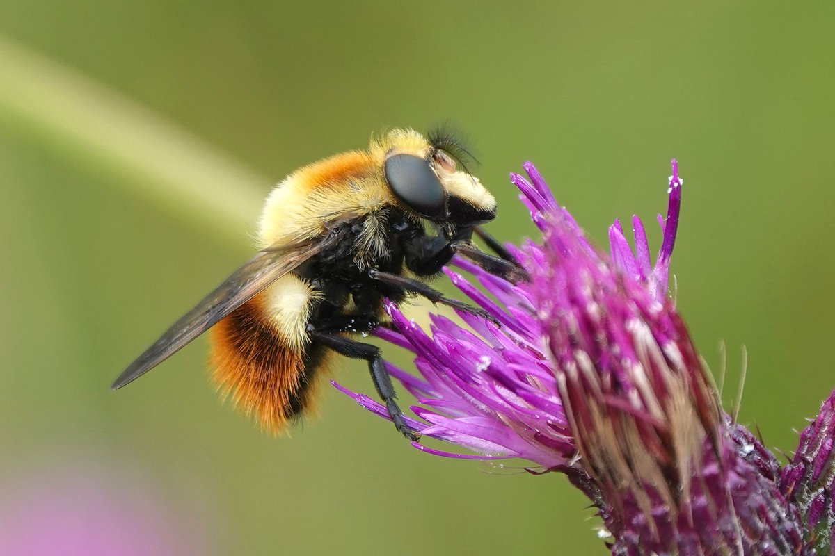 _Stickybeak's tweet image. Bee-mimicking hoverfly Volucella bombylans has been one of the most conspicuous insects here in the last couple of weeks - more numerous than real bumblebees. We've seen orange-, buff- and white-tailed forms, many bumbling around in mating pairs or visiting Wild Angelica flowers