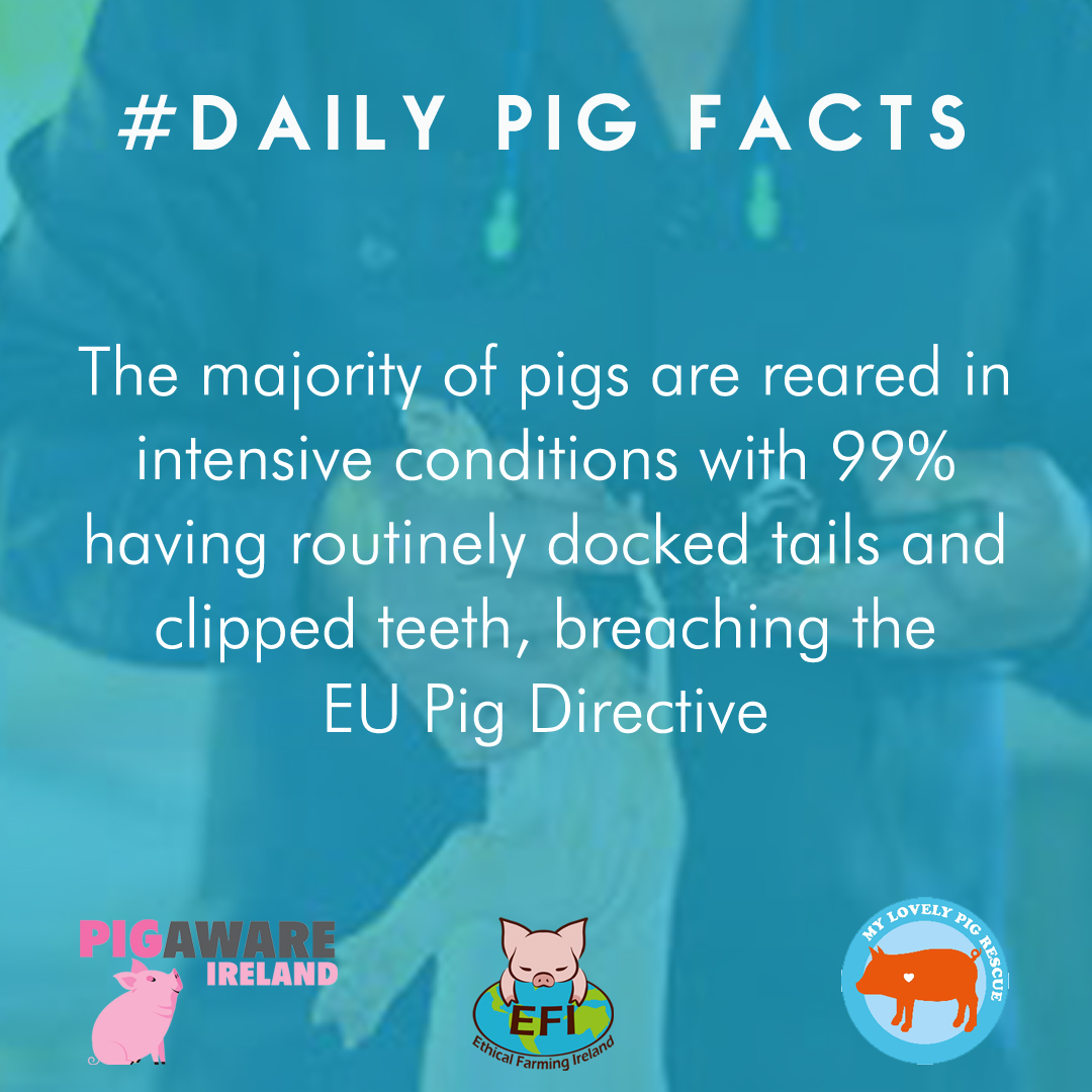 ethicalfarmIE's tweet image. Legislation states docking is permitted where there is evidence of tail biting, for a specified amount of time. It's not carte blanche to dock continually. So why do 99% of Irish pigs have docked tails? This figure hasn't changed since the law was introduced
#PigAwareIreland 🐷