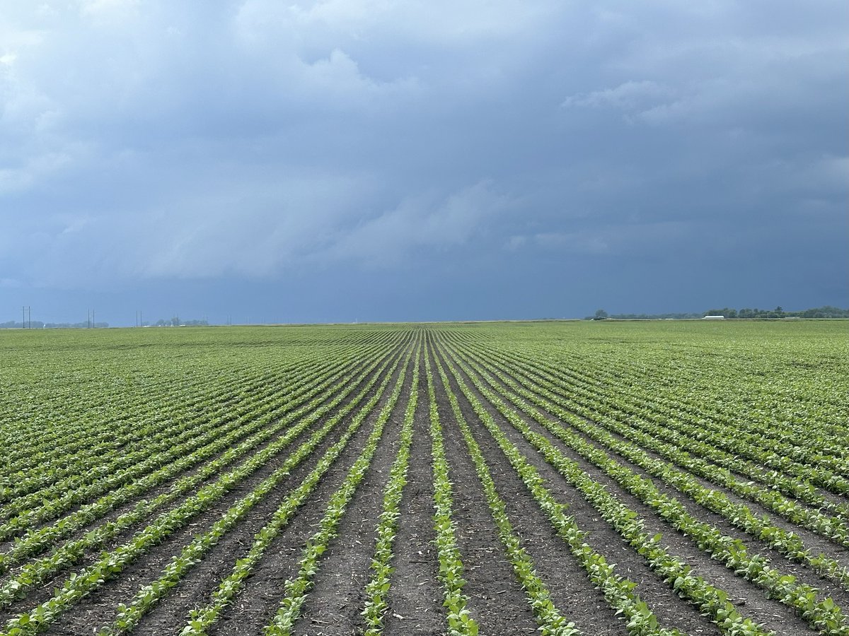 SugarAlliance's tweet image. There are currently three generations working on the Schneider family farm in Minnesota. Gabby Schneider says that the Schneiders are guided by the saying “many hands make light work” as they work together year-after-year to have a successful harvest. If Gabby or her cousins…