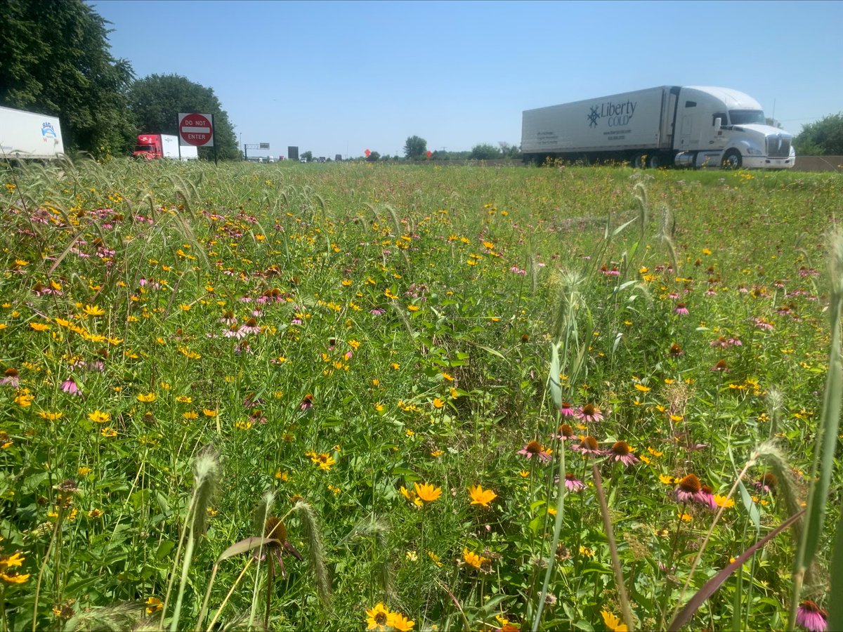 Illinois Center for Transportation (@il_transport) on Twitter photo Illinois roadsides can do more than support traffic — they can support the environment too.
ICT and <a href="/IDOT_Illinois/">IDOT_Illinois</a> explored the use of native plants to boost pollinator habitat, reduce maintenance costs and stabilize soil.
Read more: tinyurl.com/2ahwbsda
#ICT #IDOT Illinois roadsides can do more than support traffic — they can support the environment too.
ICT and <a href="/IDOT_Illinois/">IDOT_Illinois</a> explored the use of native plants to boost pollinator habitat, reduce maintenance costs and stabilize soil.
Read more: tinyurl.com/2ahwbsda
#ICT #IDOT