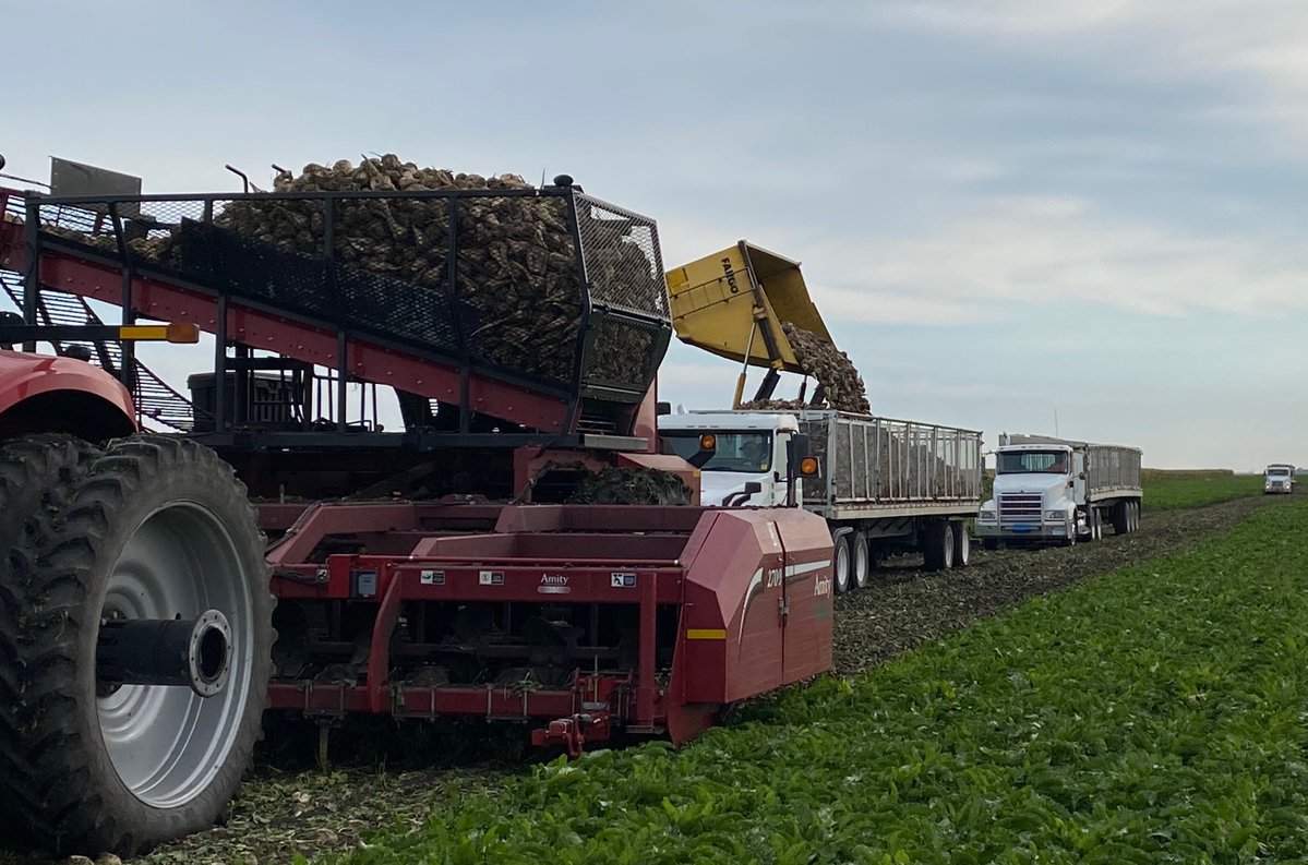 SugarAlliance's tweet image. There are currently three generations working on the Schneider family farm in Minnesota. Gabby Schneider says that the Schneiders are guided by the saying “many hands make light work” as they work together year-after-year to have a successful harvest. If Gabby or her cousins…