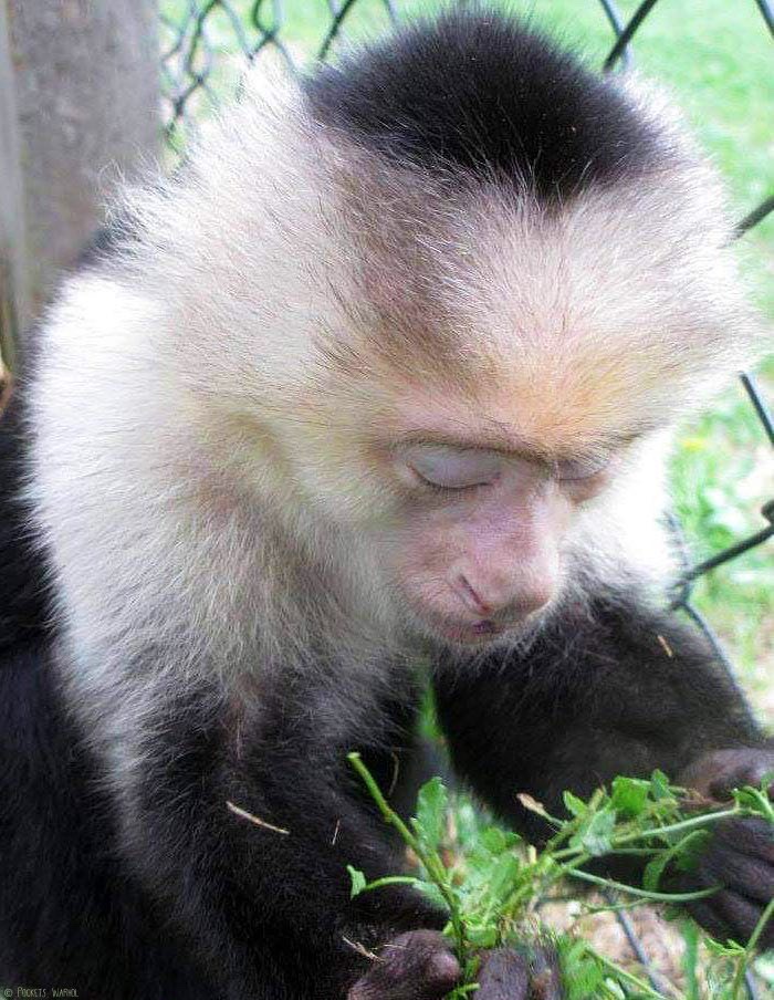 PocketsWarhol's tweet image. The more I know the less I need🌱🌳☯️#bekindtoanimals #AFTERLIFE #storybookmonkeys
