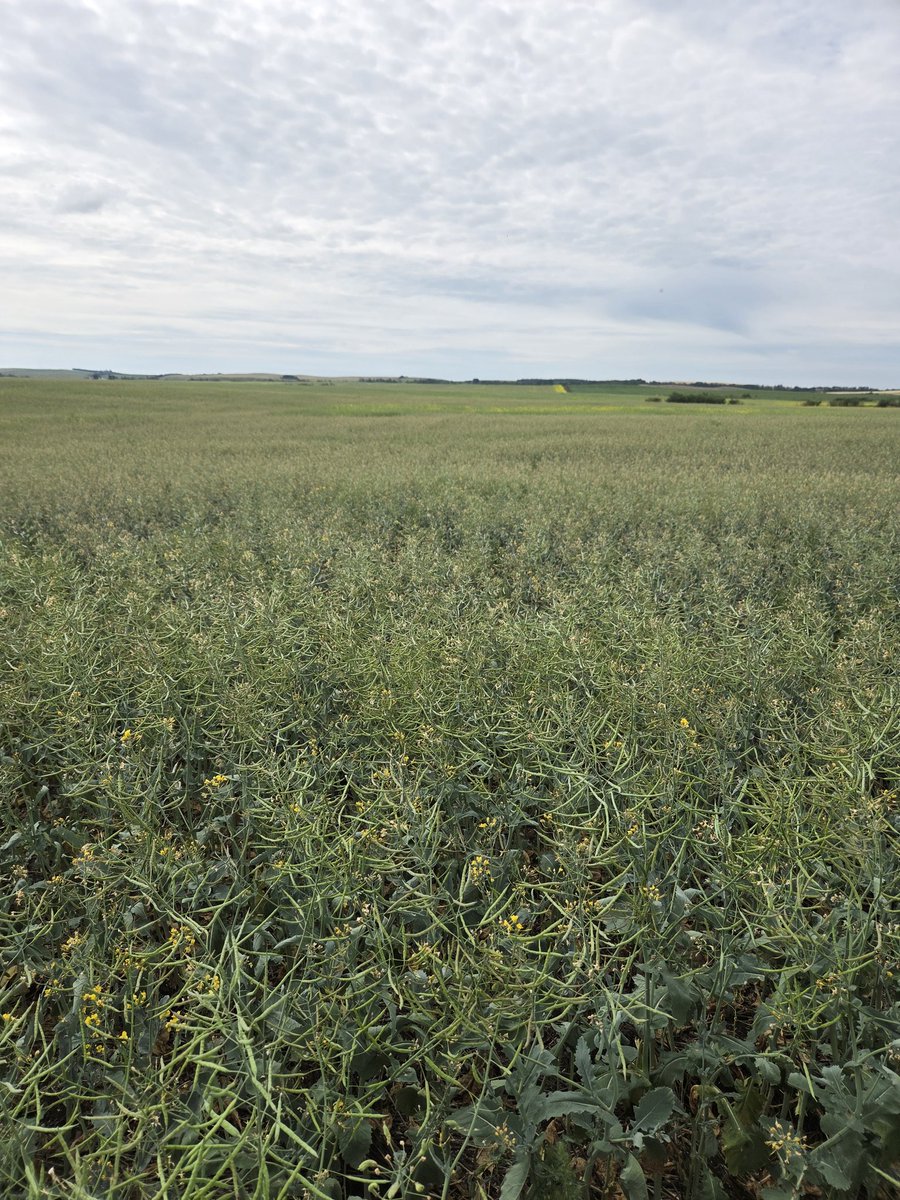 Six Strong Agronomy tweet media