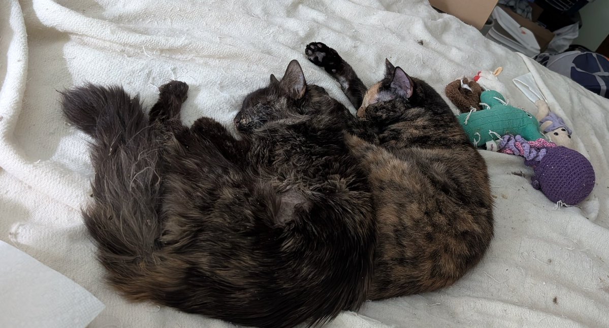 LadyDingleberry's tweet image. Too schramps?
(Two shrimps?)