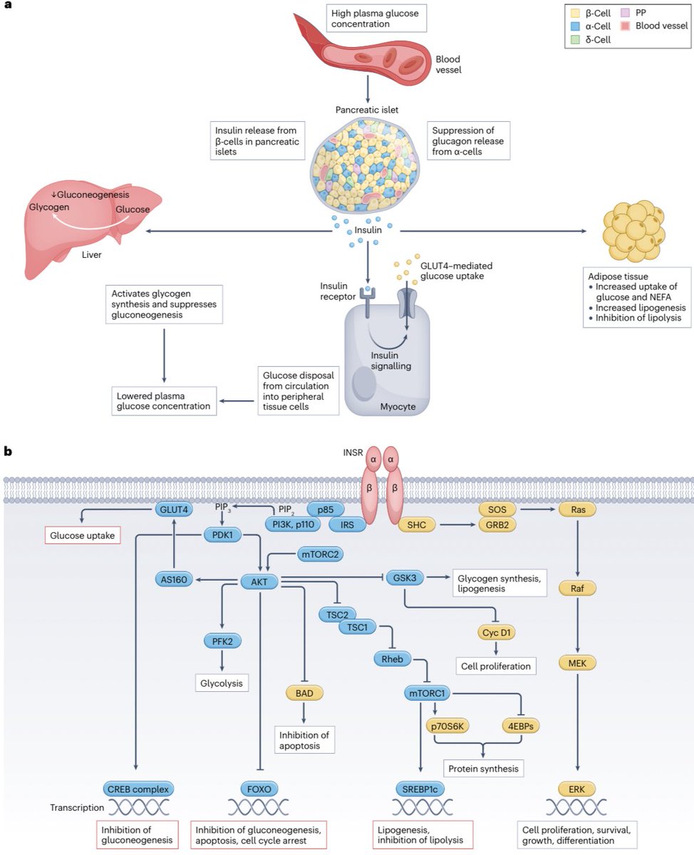 Mauricio Ambriz (@ambrizmau) on Twitter photo Regulación de glucemia y señalización de la insulina:
a) La insulina promueve captación de glucosa y suprime gluconeogénesis.
b) Activa vías PI3K-AKT y MAPK; la resistencia afecta principalmente la vía PI3K.
<a href="/DiseasePrimers/">Nature Reviews Disease Primers</a>
Nat Rev Dis Primers 2025; DOI: doi.org/10.1038/s41572… Regulación de glucemia y señalización de la insulina:
a) La insulina promueve captación de glucosa y suprime gluconeogénesis.
b) Activa vías PI3K-AKT y MAPK; la resistencia afecta principalmente la vía PI3K.
<a href="/DiseasePrimers/">Nature Reviews Disease Primers</a>
Nat Rev Dis Primers 2025; DOI: doi.org/10.1038/s41572…