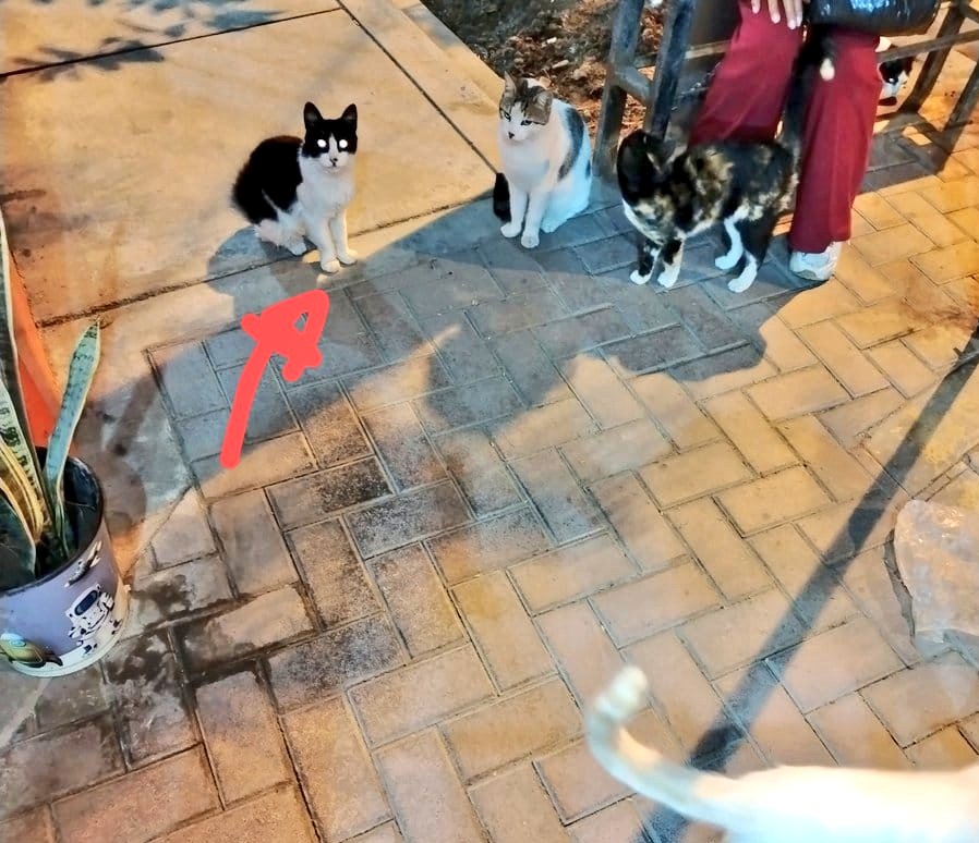 ENVENENAMIENTO😭😿💔
Empezaron a envenenar, ella ya estaba operada, no molestaba solo salian del terreno a estar descansado
Por qué la gente es tan desgraciada para que mueran de esa manera😭😭
Adopten porfavor🙏🏼 o apadrinen esterilizaciónes urgente

x.com/_arlettesalaza…