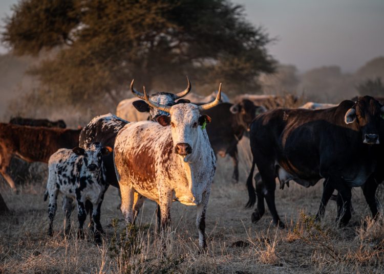 africanfarming_'s tweet image. FMD indaba | Red meat industry demands urgent action
👉🏾africanfarming.com/tiny/z1k6