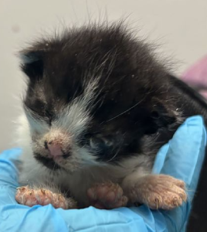 🆘🆘 PEBBLES, 6 WEEK OLD, FEMALE –  IN MANHATTAN ACC - came into the shelter as a stray on 6/12/2025. 🆘🆘 😿 😿 😿 😿

➡️TBD 7/24/25

➡️ JUST A BABY

➡️ NEW HOPE RESCUE PARTNER ONLY

➡️ MEDICAL PRIORITY – NEEDS MORE CARE AND ATTENTION THAN THE SHELTER CAN PROVIDE.

➡️ TOO LOW ON