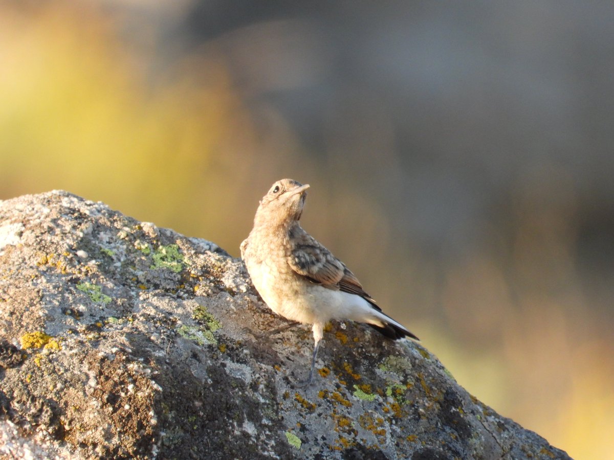 Collalba rubia occidental en La Cañada, Ávila