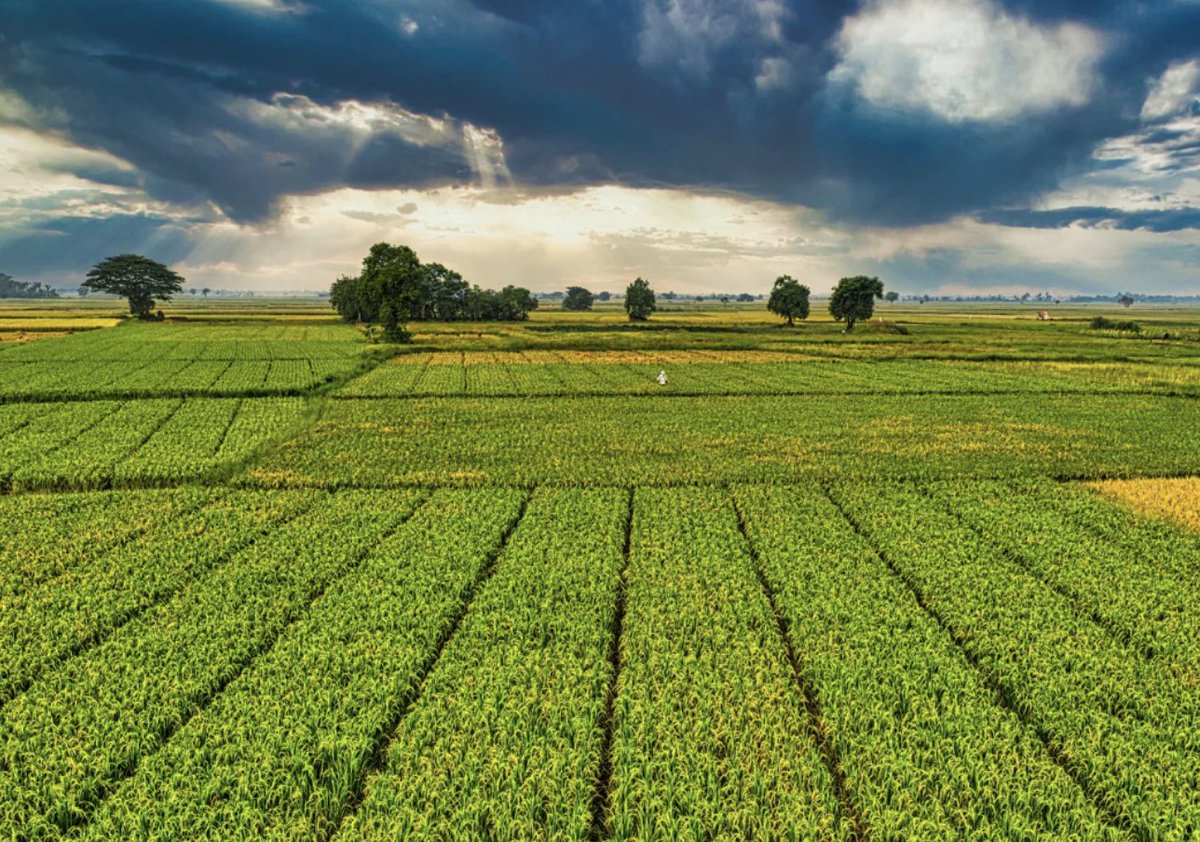 Saskatchewan Announces Enhanced AgriStability Support for 2025 to Aid Crop and Livestock Producers: beefweb.com/saskatchewan-a…