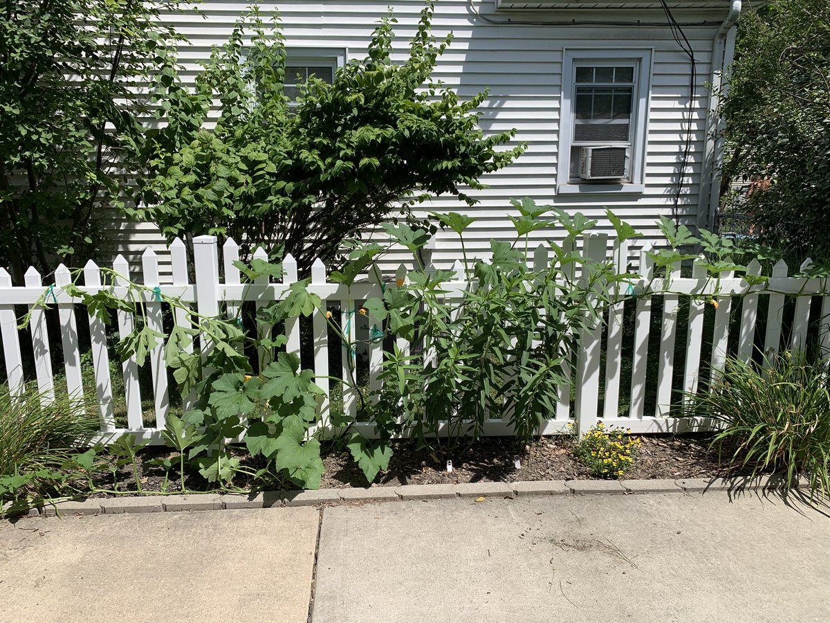 lizzyscardinal's tweet image. Got some weeding and pruning done! Saw our wren family out and about. Saw a cicada killer wasp, squash bees, milkweed beetles, red tailed hawk, and our honey bees. 🐝🥰 Lunch and rehydration time!