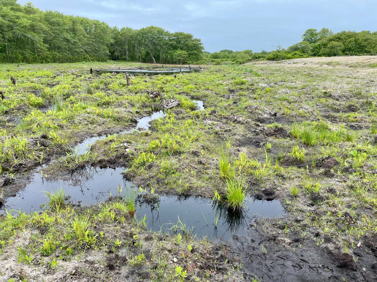 MassEcoRestore's tweet image. In June, DER joined the @ackconservation for a tour of the Windswept Bogs Restoration site, which restored ~39 acres of retired cranberry bogs to wetland habitat. Construction wrapped up in April and you can already see the site coming back to life!