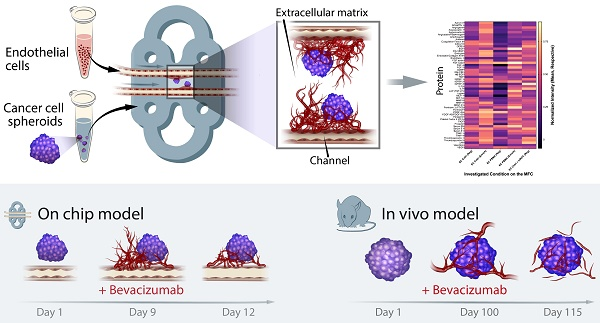 MSKLibrary's tweet image. Synapse: Your Connection to our MSK Authors
Meet: Anuja Ogirala
Research Focus: Molecular Pharmacology Program; Senior Research Assistant
Vascularized tumor on a microfluidic chip to study mechanisms promoting tumor neovascularization and vascular targeted therapies…
