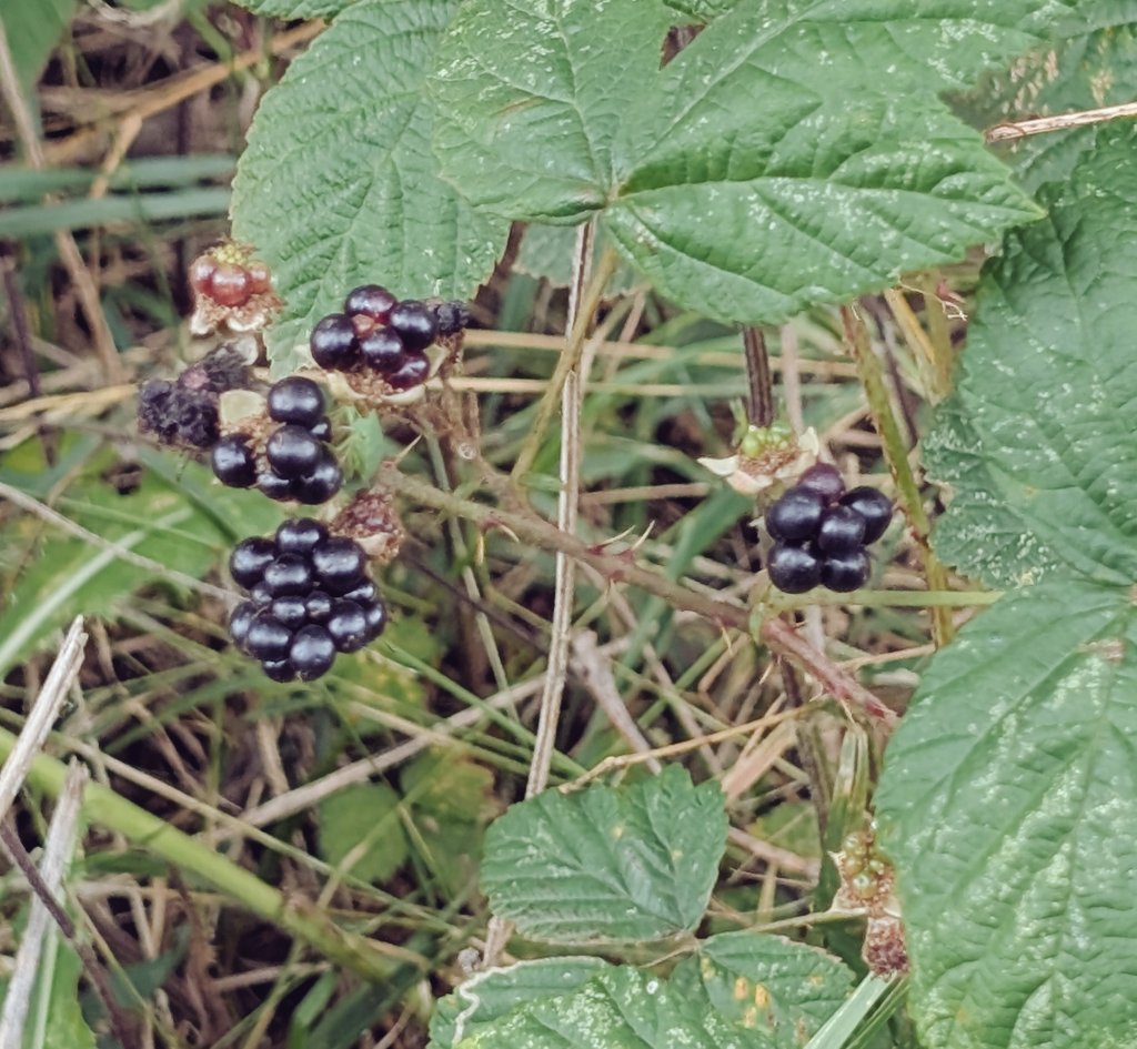 Debbie8t5's tweet image. I messaged my Dad today, about a nice memory I had from growing up. We used to go into the woods bramble picking and I would reach as far as I could for biggest, juiciest brambles and get prickled of course. Then running to find a dock leaf remedy.