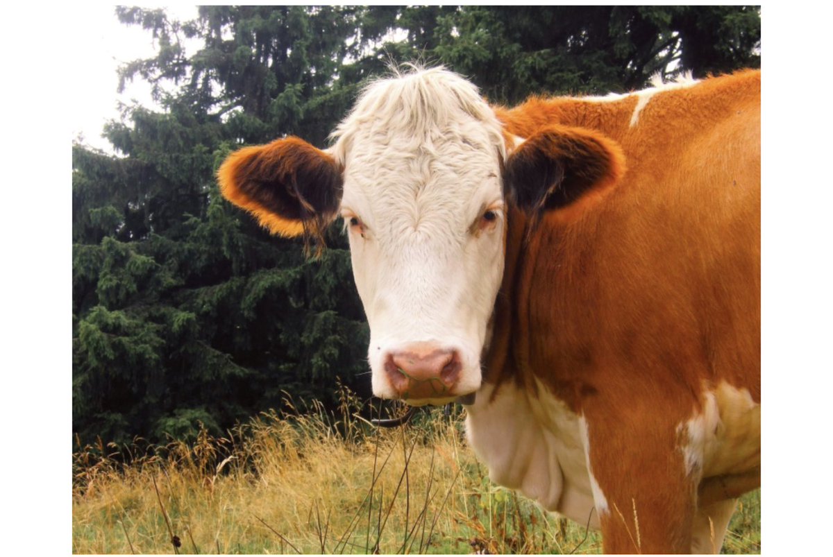 Safe Summer Transport: Best Practices for Hauling Beef Cattle in Hot Weather: beefweb.com/safe-summer-tr…