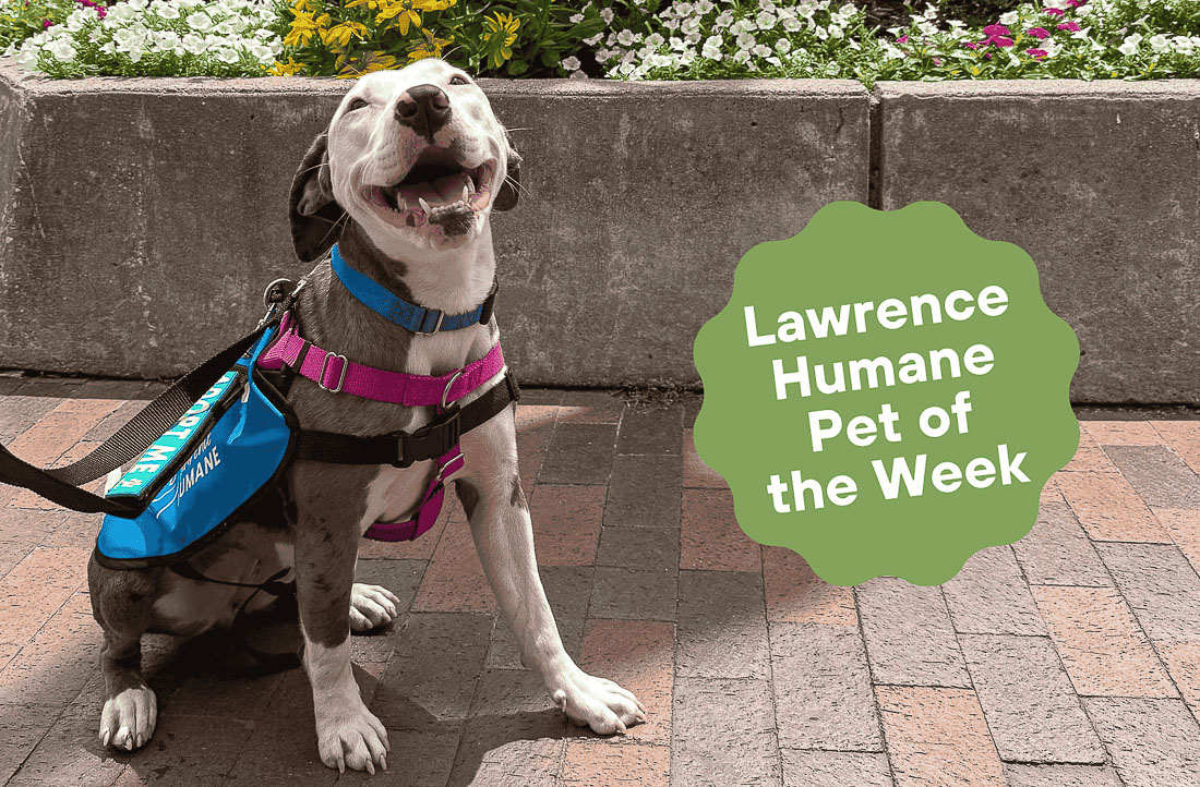 LawrenceKSTimes's tweet image. Although Sarah, a 1-year-old female pit bull, acts like an acrobat in her kennel, she shows her true colors as a sweet, mellow pup when she's out on outings.
lawrenceks.news/451C9GU