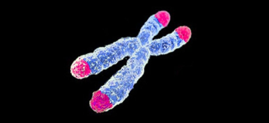 BCMFromtheLabs's tweet image. Drs. @HeckerLouise, @kosukekatophd et al found an unexpected function of #psychedelicMushrooms. #aging @bcmhouston @EmoryUniversity @BCMDeptMedicine @Nature_NPJ Aging blogs.bcm.edu/2025/07/22/fro…