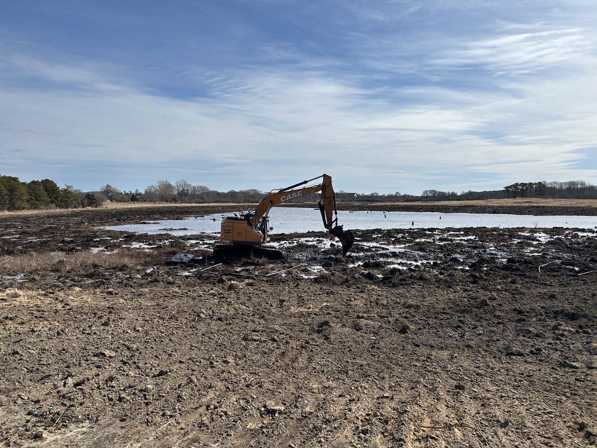 MassEcoRestore's tweet image. In June, DER joined the @ackconservation for a tour of the Windswept Bogs Restoration site, which restored ~39 acres of retired cranberry bogs to wetland habitat. Construction wrapped up in April and you can already see the site coming back to life!