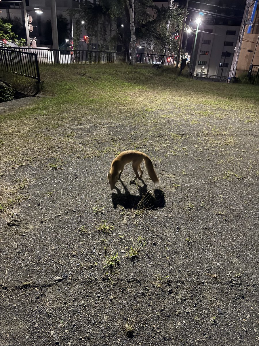 ICCHY8591's tweet photo. 配信していたら狐寄ってきたw https://t.co/Os5ViYjbvn