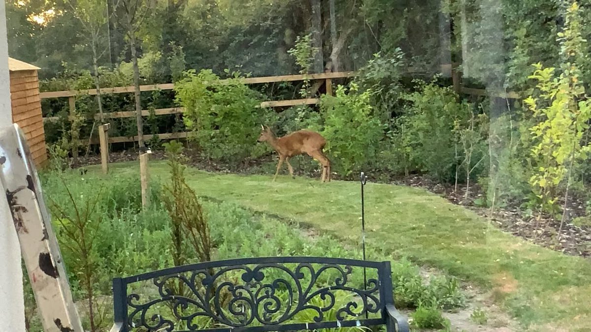 🦌 Spotted! Blendworth Hills’ latest (and furriest) resident was captured on camera by our very own resident, Graham, from his cottage window 📸🌿💛

#BlendworthHills #CloseToNature #RetirementLife #WildlifeWatch #VillageViews