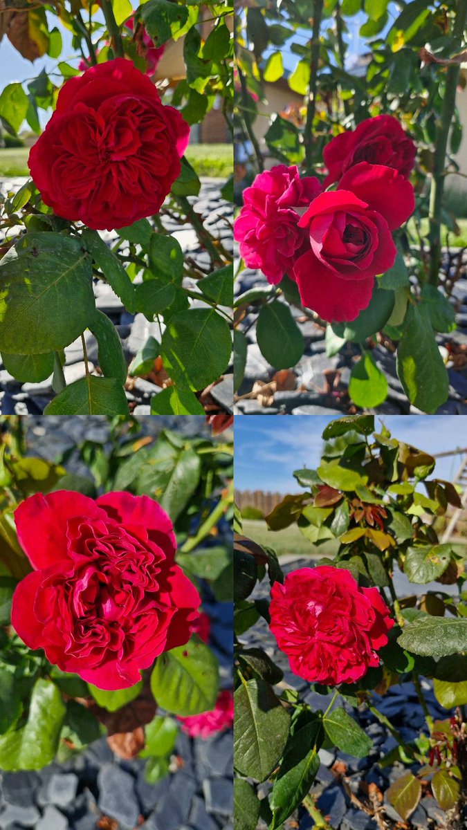 La première année, ce rosiers était tout petit et malingre. 
L'année dernière il a fleuri un peu. Mais cette année 🤩
Il lui fallait juste un peu plus de temps que les autres