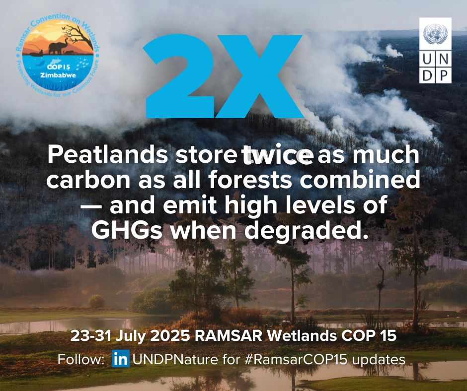 UNDPClimate's tweet image. 🌱 Peatlands - a vital wetland ecosystem - store 2x more carbon than forests—and emit dangerous levels of greenhouse gases when degraded.
Protecting wetlands = protecting the climate.
Follow @UNDP at #RamsarCOP15, 23-31 July
#WetlandsMatter #ForPeopleForPlanet