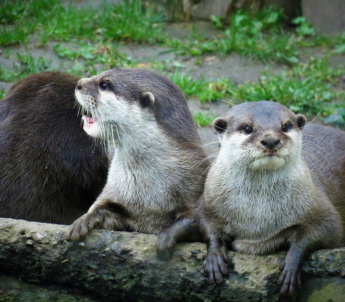 In_Otter_News2's tweet image. Steve and Brad have been chucked out of the pub and they are NOT happy.