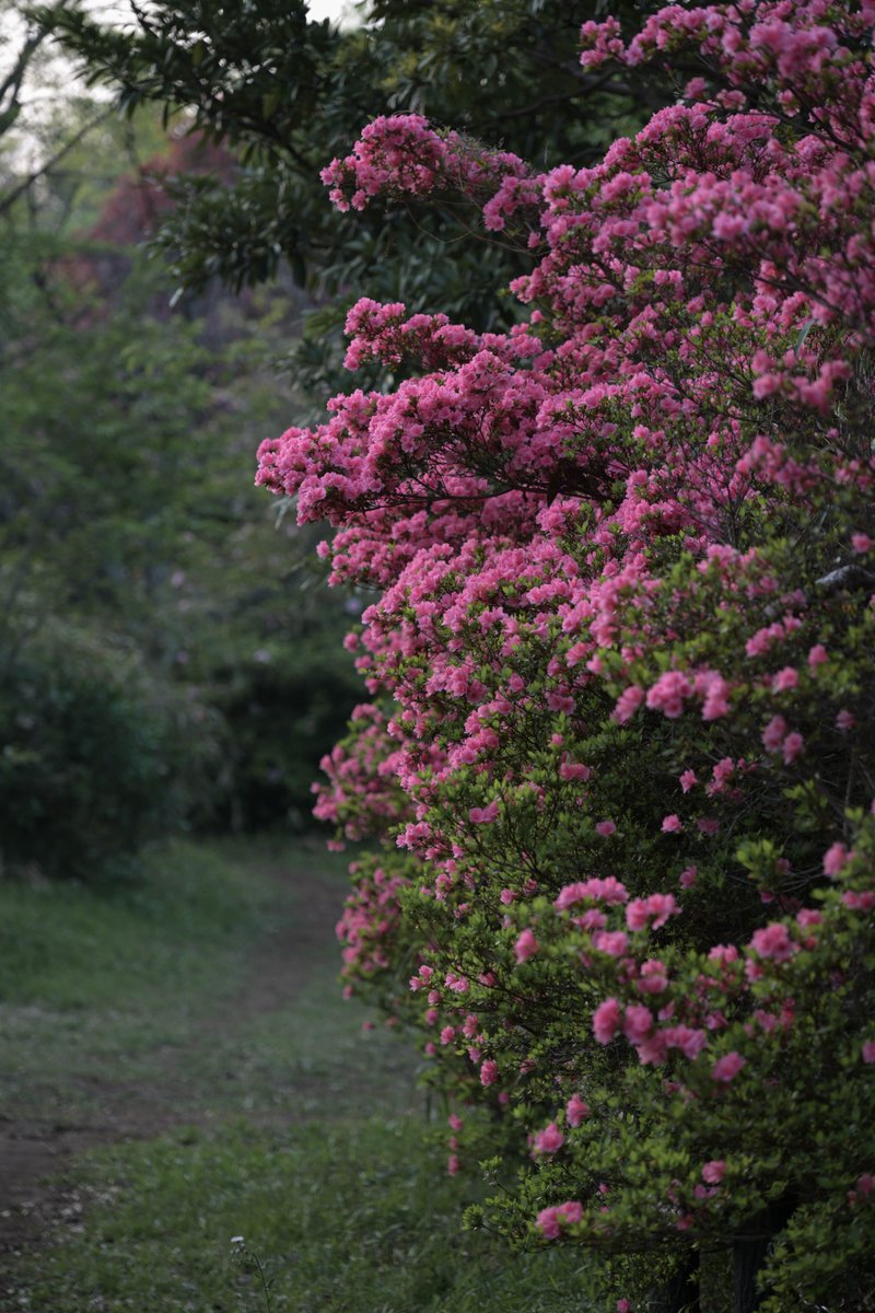 Oolong_sha's tweet image. 